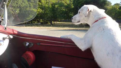 Doggie Tie Down for MGA